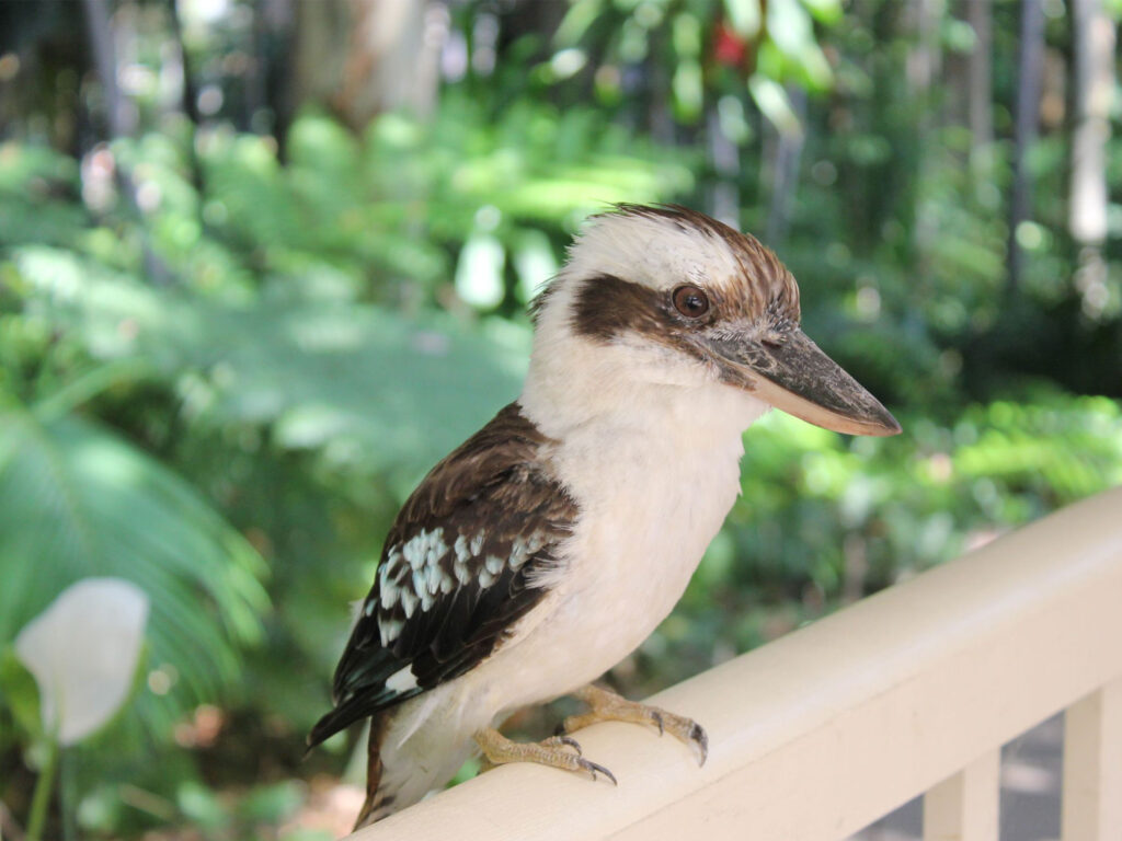 The quiet revival of Erindale and its native bird corridors